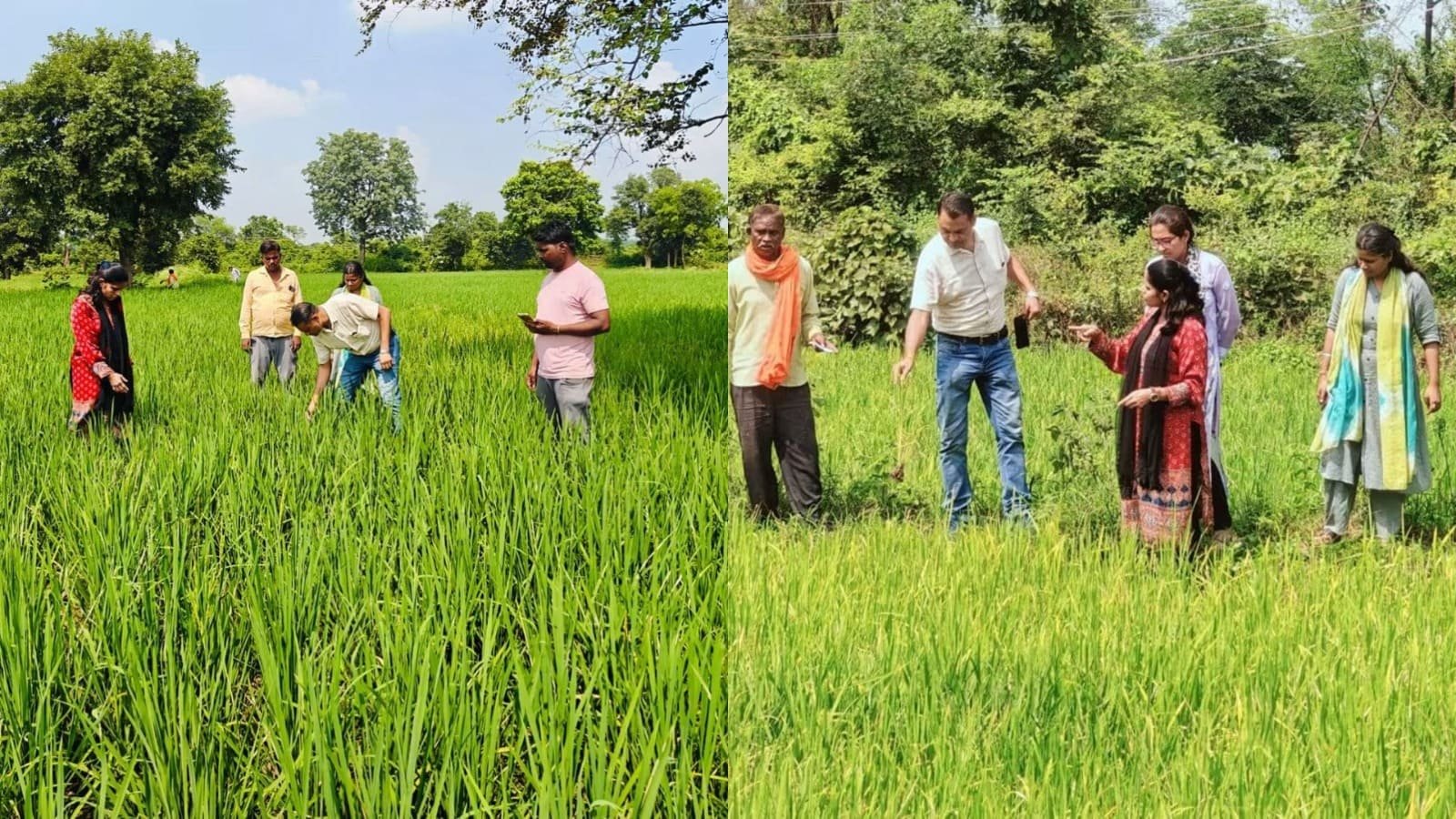 धान में रोग-कीट का प्रकोप, वैज्ञानिकों ने संभाला मोर्चा!